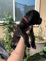 Big Red, a female Cane Corso for sale in Stockton, CA – 1 of 5