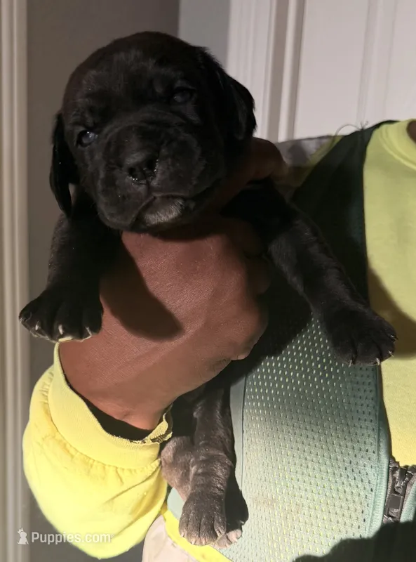 DARIUS – Cane Corso puppy for sale in Lathrop, CA