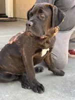 OSO, a male Cane Corso for sale in Stockton, CA – 3 of 6
