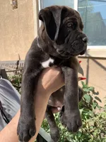 OSO, a male Cane Corso for sale in Stockton, CA – 2 of 2