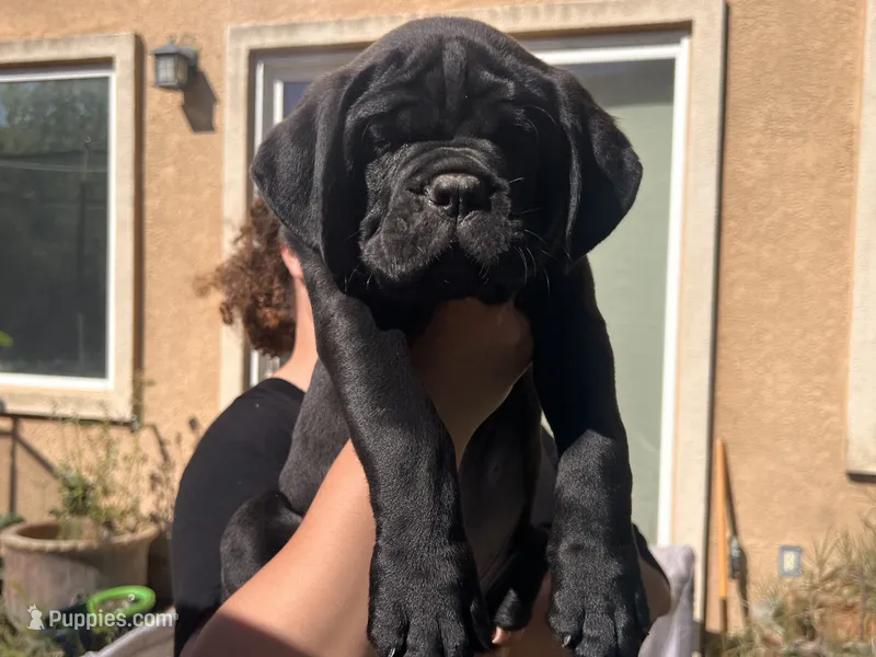DEEBO – Cane Corso puppy for sale in Stockton, CA