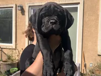 DEEBO, a male Cane Corso for sale in Stockton, CA – 1 of 3