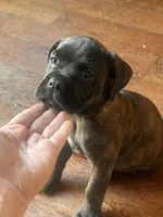 BABY, a female Cane Corso for sale in Stockton, CA – 1 of 2