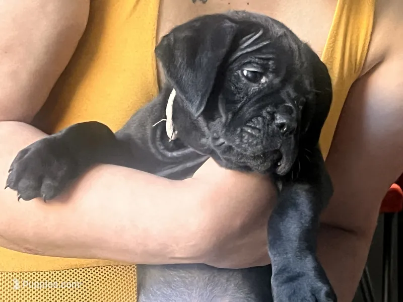 DAISY – Cane Corso puppy for sale in Stockton, CA