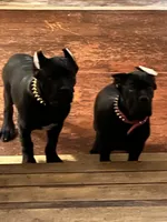 RAVEN, a female Cane Corso for sale in Stockton, CA – 3 of 7