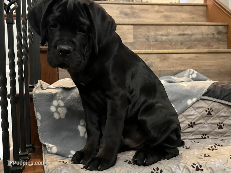 DORIAN GREY – Cane Corso puppy for sale in Stockton, CA