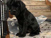 DORIAN GREY, a male Cane Corso for sale in Stockton, CA – 1 of 3