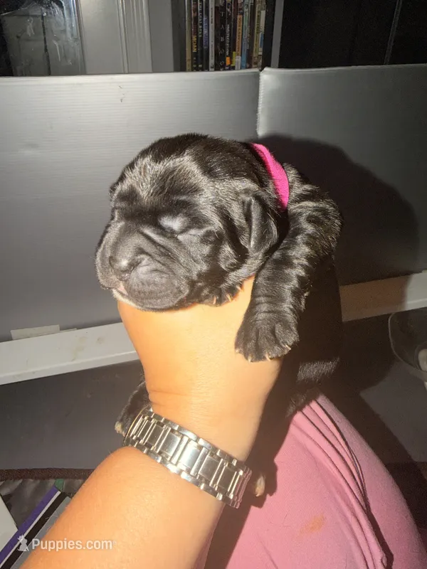 Baby Girl Fuschia – Cane Corso puppy for sale in Lathrop, CA