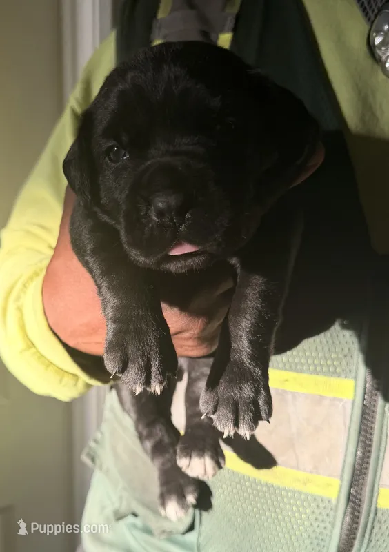  BANSHEE – Cane Corso puppy for sale in Lathrop, CA