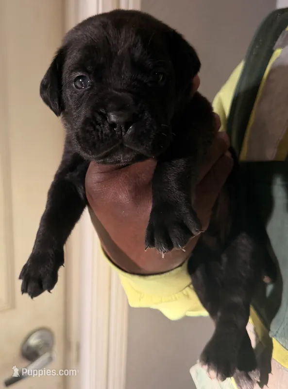 AZRIEL – Cane Corso puppy for sale in Lathrop, CA