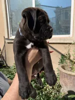 OSO, a male Cane Corso for sale in Stockton, CA – 1 of 2