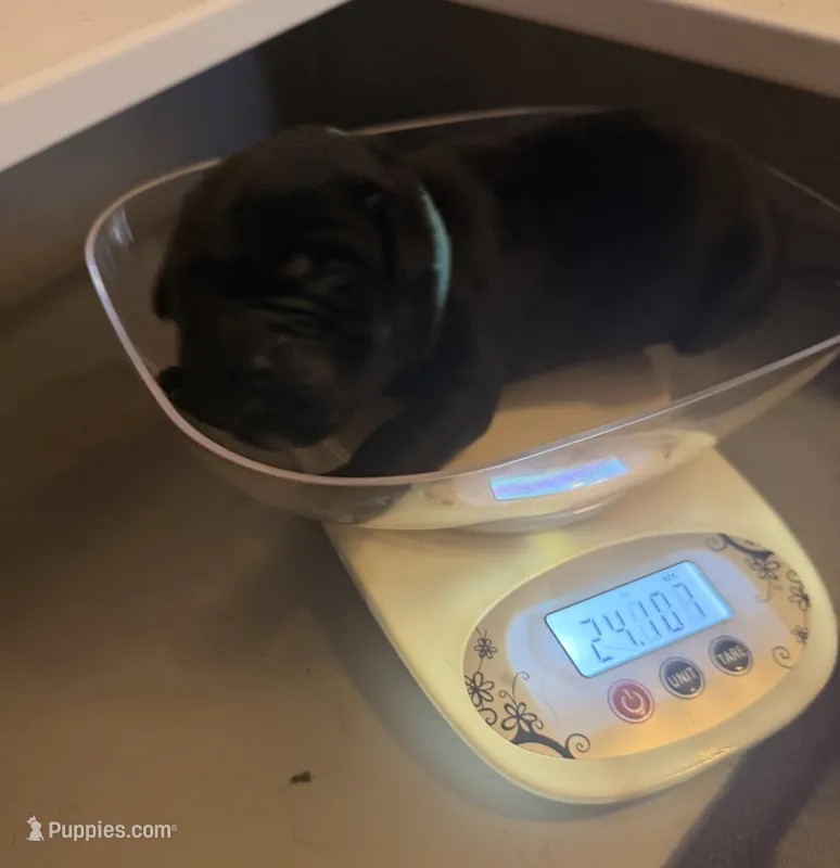 Baby Boy Aqua – Cane Corso puppy for sale in Lathrop, CA