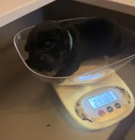 Baby Boy Aqua, a male Cane Corso for sale in Lathrop, CA – 1 of 7