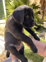 Big Red, a female Cane Corso for sale in Stockton, CA – 5 of 7