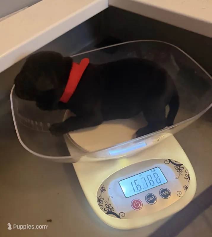 Red Collar Female – Cane Corso puppy for sale in Lathrop, CA