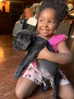 Magenta, a female Cane Corso for sale in Stockton, CA – 2 of 3