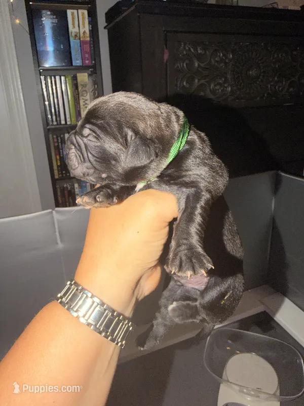 Baby Boy Green – Cane Corso puppy for sale in Lathrop, CA