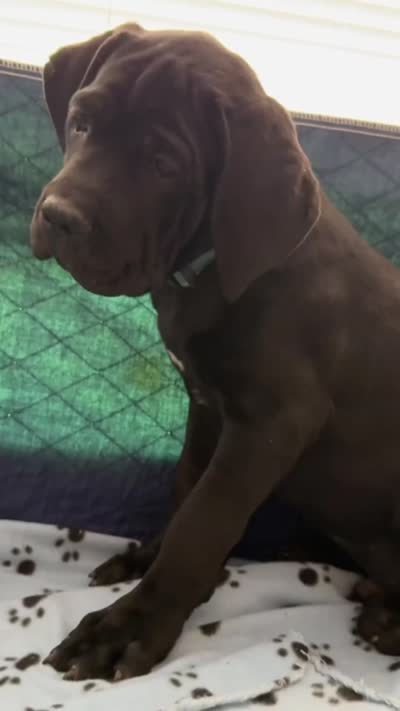 AQUAMAN, a male Cane Corso for sale in Stockton, CA – 3 of 3