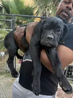 DAISY, a female Cane Corso for sale in Stockton, CA – 3 of 4
