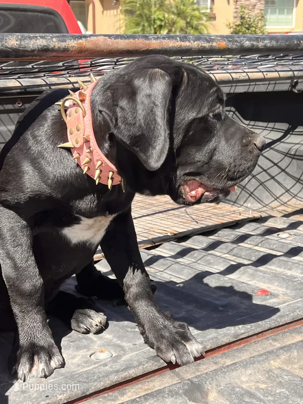 DAISY – Cane Corso puppy for sale in Stockton, CA