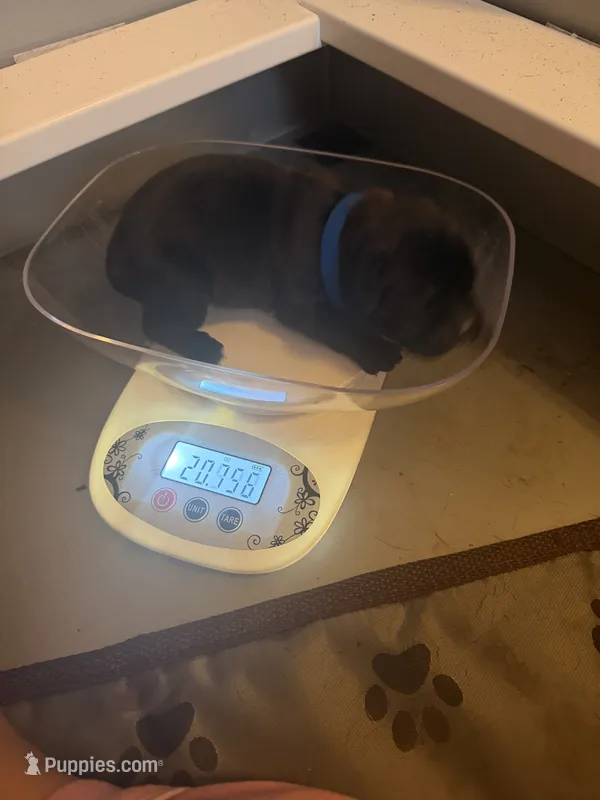 Baby Boy Blue – Cane Corso puppy for sale in Lathrop, CA