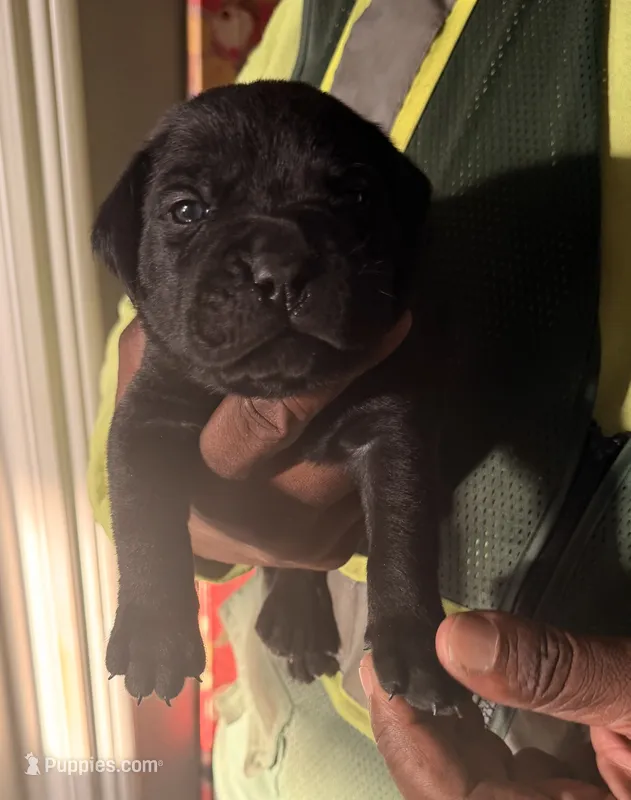 CHESARE – Cane Corso puppy for sale in Lathrop, CA