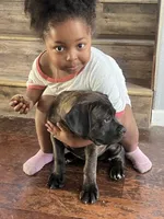 BABY, a female Cane Corso for sale in Stockton, CA – 2 of 4
