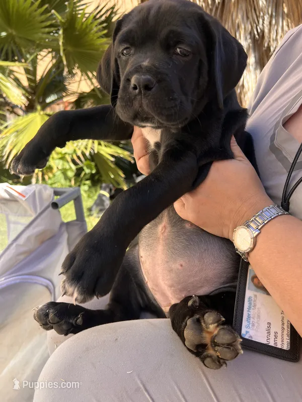 TIPTOE – Cane Corso puppy for sale in Stockton, CA