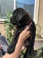 Big Red, a female Cane Corso for sale in Stockton, CA – 3 of 5