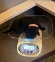 Pink Collar Female , a female Cane Corso for sale in Lathrop, CA – 1 of 3