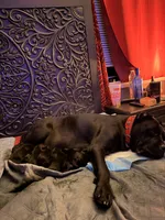 Baby Pink Female, a female Cane Corso for sale in Lathrop, CA – 4 of 9