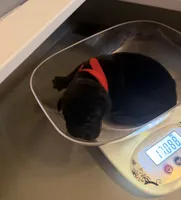 Red Collar Female, a female Cane Corso for sale in Lathrop, CA – 2 of 8