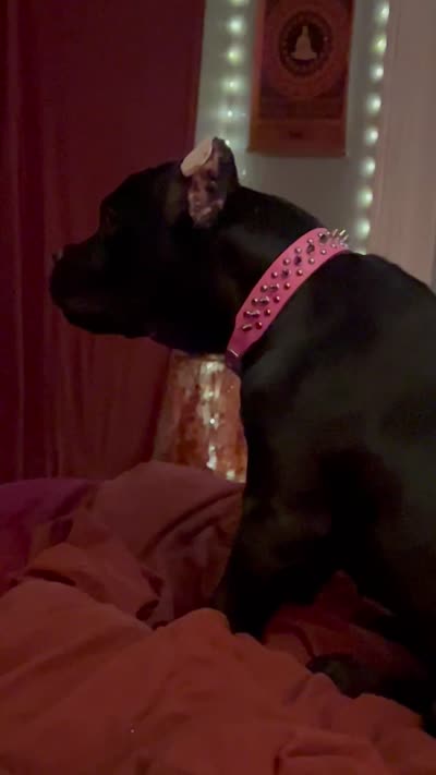 RAVEN, a female Cane Corso for sale in Stockton, CA – 2 of 7