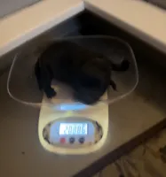 Baby Boy Green, a female Cane Corso for sale in Lathrop, CA – 3 of 6