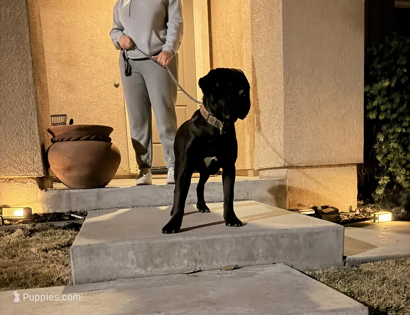 OSO – Cane Corso puppy for sale in Stockton, CA