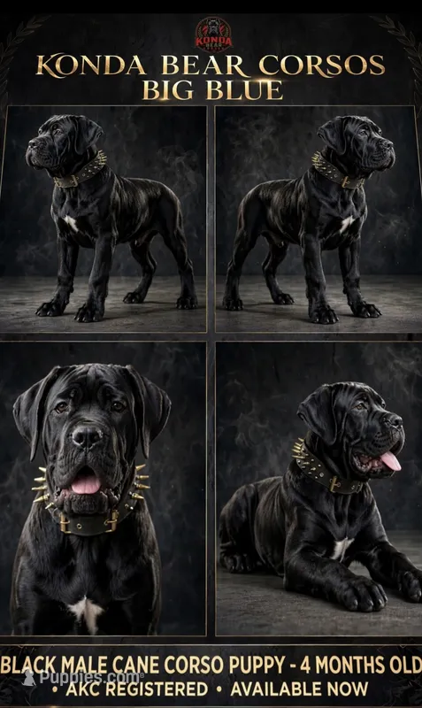 BIG BLUE – Cane Corso puppy for sale in Stockton, CA