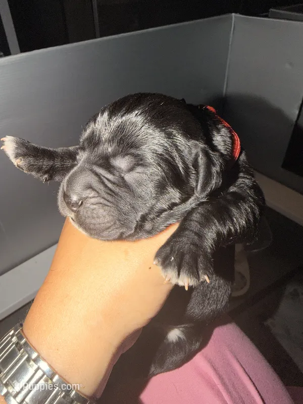 Maroon Baby Girl – Cane Corso puppy for sale in Lathrop, CA