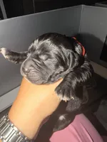 Maroon Baby Girl, a female Cane Corso for sale in Lathrop, CA – 1 of 2