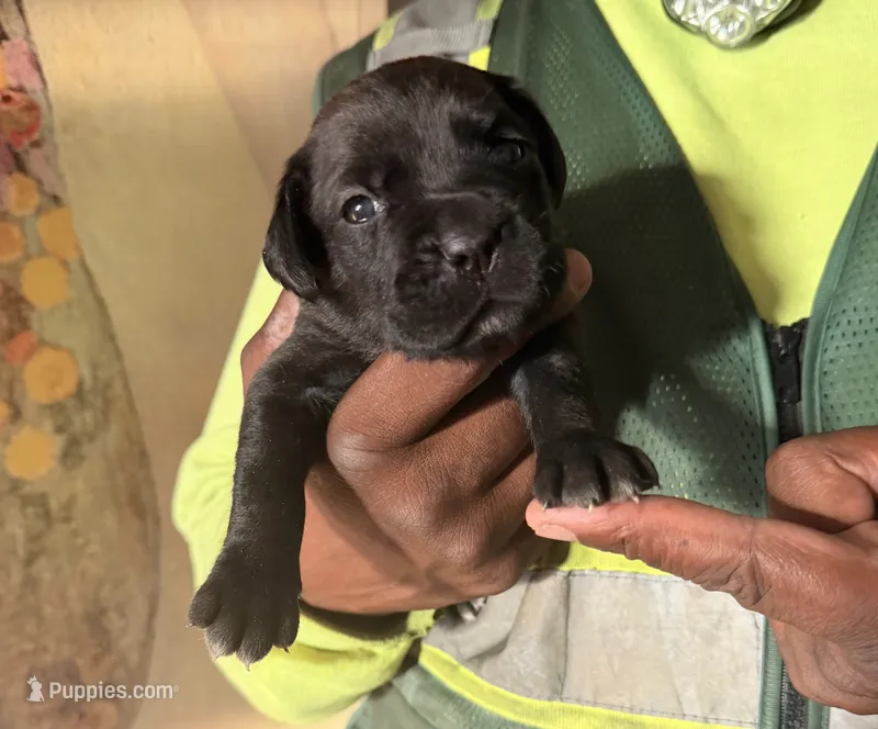 HARLOW  – Cane Corso puppy for sale in Lathrop, CA