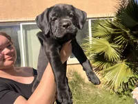 Mr. Orange , a male Cane Corso for sale in Stockton, CA – 2 of 2