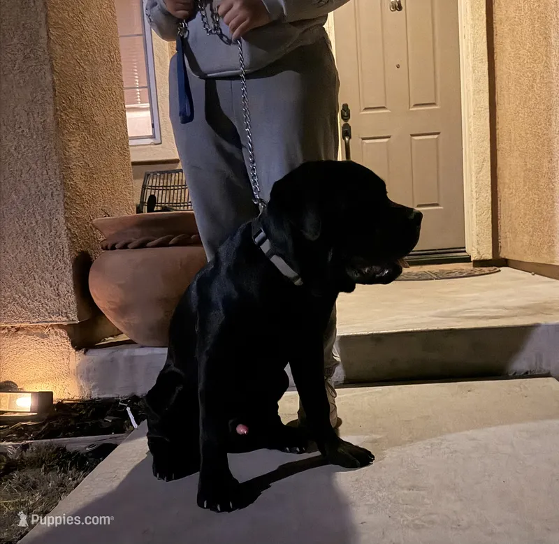 CAIRO – Cane Corso puppy for sale in Stockton, CA