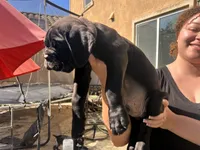 DEEBO, a male Cane Corso for sale in Stockton, CA – 2 of 3