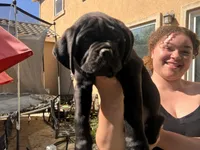 DEEBO, a male Cane Corso for sale in Stockton, CA – 3 of 3