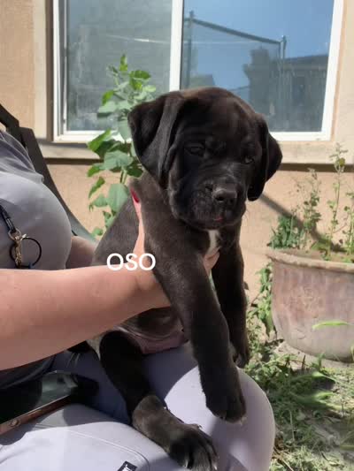 OSO, a male Cane Corso for sale in Stockton, CA – 3 of 4