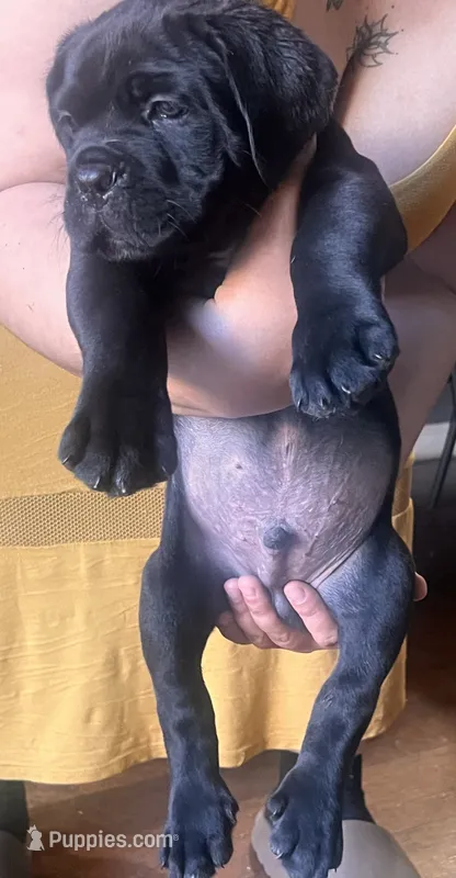 Mr. Green – Cane Corso puppy for sale in Stockton, CA