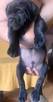 Mr. Green, a male Cane Corso for sale in Stockton, CA – 1 of 2