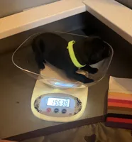 Baby Boy Lime Green, a male Cane Corso for sale in Lathrop, CA – 3 of 8