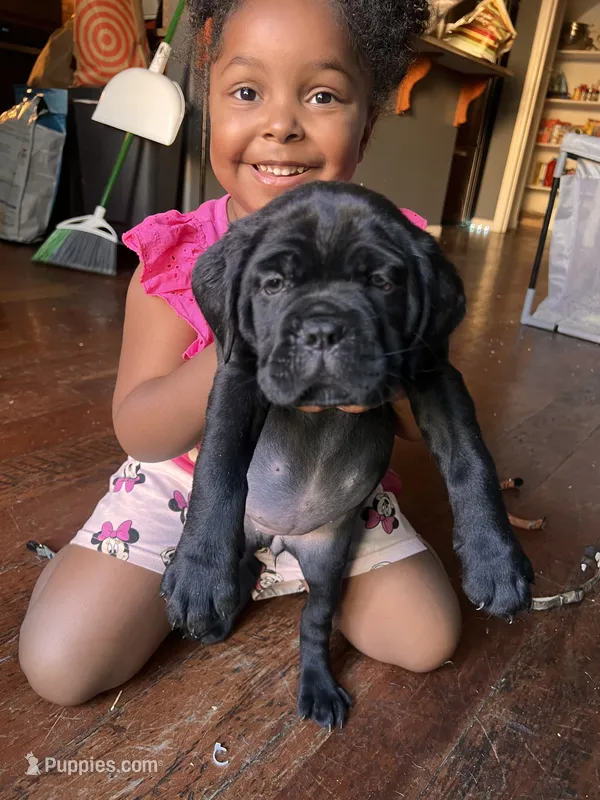 Magenta – Cane Corso puppy for sale in Stockton, CA
