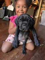 Magenta, a female Cane Corso for sale in Stockton, CA – 1 of 3