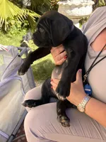TIPTOE, a female Cane Corso for sale in Stockton, CA – 3 of 4